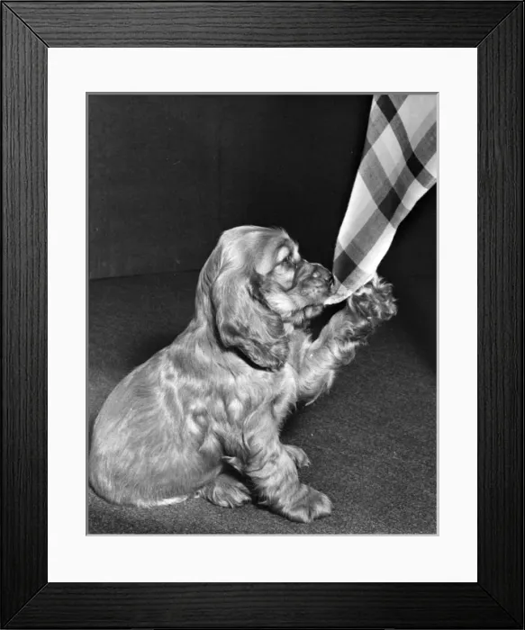 Framed Print : Susi - (insert) Framed Print : Susi - (insert)
