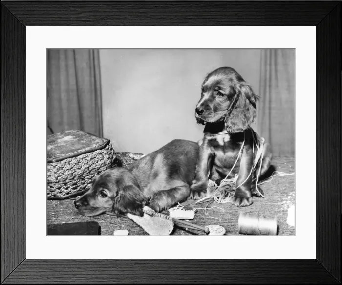 Framed Print : Susi - (insert) Framed Print : Susi - (insert)
