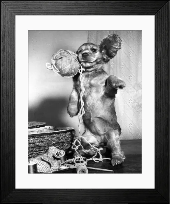 Framed Print : Susi - (insert) Framed Print : Susi - (insert)