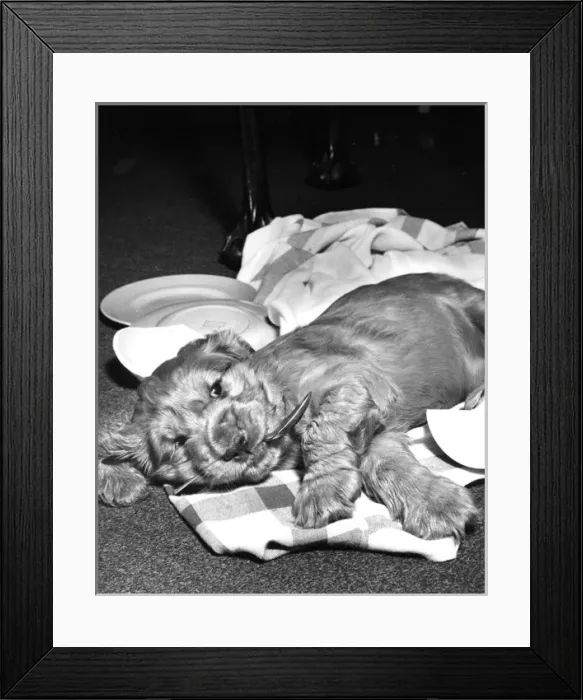 Framed Print : Susi - (insert) Framed Print : Susi - (insert)