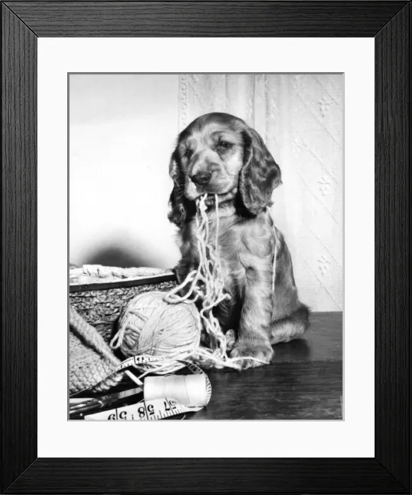Framed Print : Susi - (insert) Framed Print : Susi - (insert)