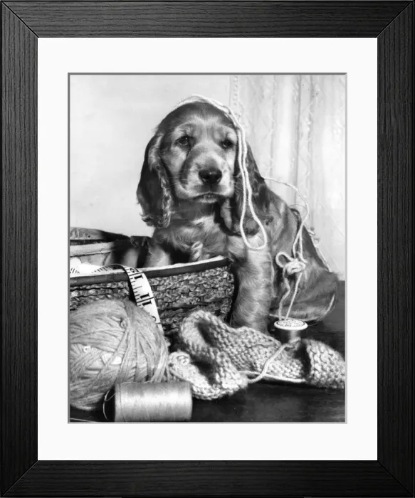 Framed Print : Susi - (insert) Framed Print : Susi - (insert)