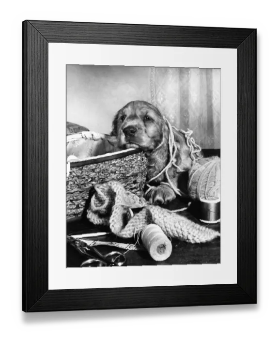 Framed Print : Susi - (insert) Framed Print : Susi - (insert)