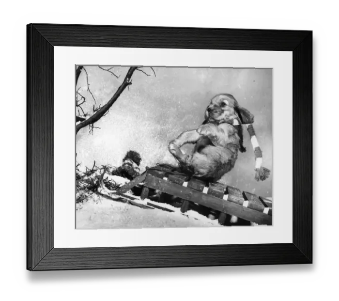 Framed Print : Susi - (insert) Framed Print : Susi - (insert)
