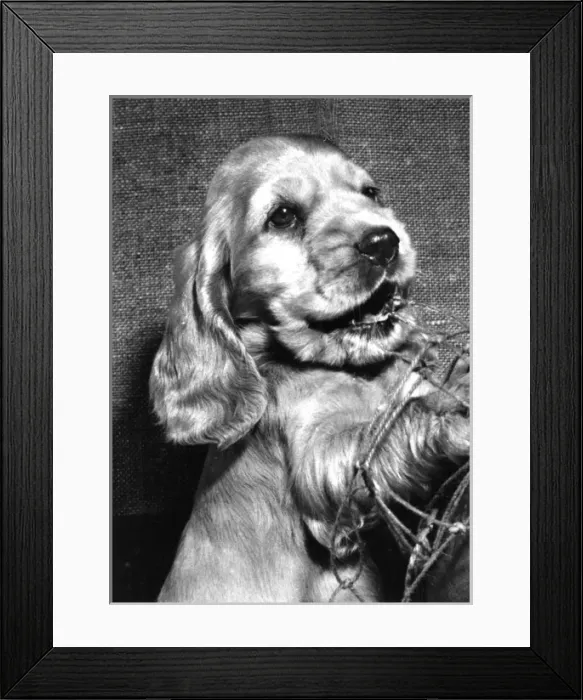 Framed Print : Susi - (insert) Framed Print : Susi - (insert)