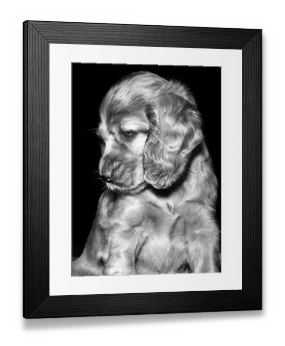Framed Print : Susi - (insert) Framed Print : Susi - (insert)