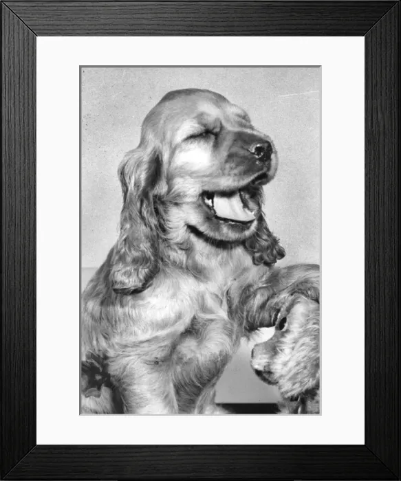 Framed Print : Susi - (insert) Framed Print : Susi - (insert)