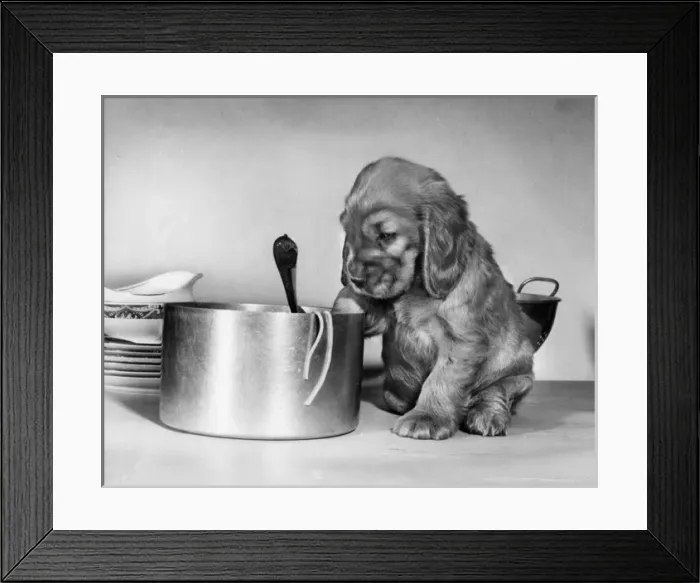 Framed Print : Susi - (insert) Framed Print : Susi - (insert)