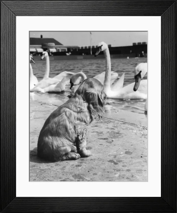 Framed Print : Susi - (insert) Framed Print : Susi - (insert)