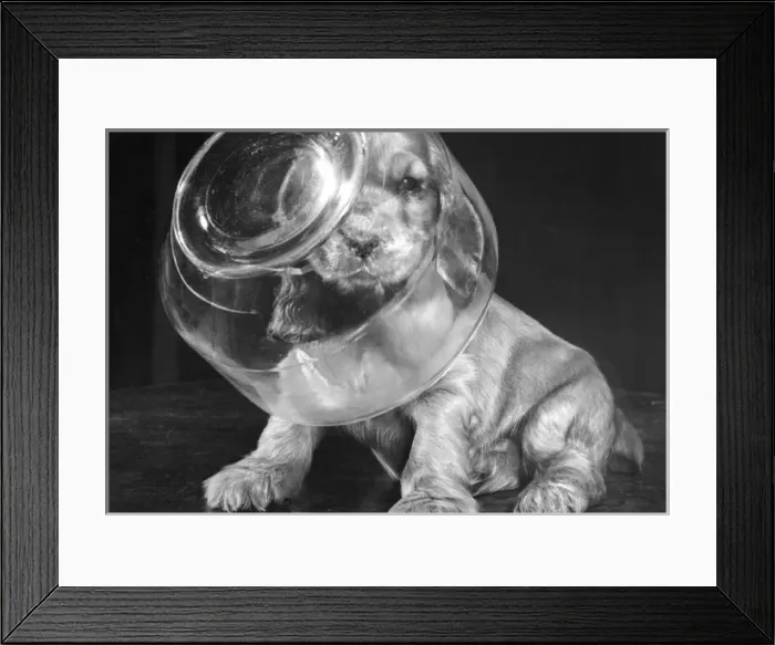 Framed Print : Susi - with head inside glass jar Framed Print : Susi - with head inside glass jar