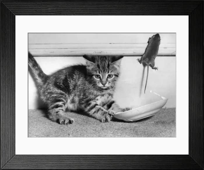 Framed Print : Kitten, saucer and mouse Framed Print : Kitten, saucer and mouse