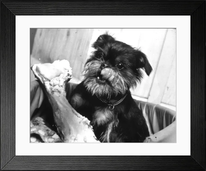 Framed Print : Dog with a large bone Framed Print : Dog with a large bone