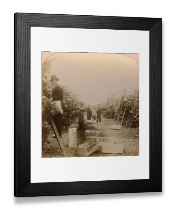 Framed Print : Picking oranges, Riverside, California, USA Framed Print : Picking oranges, Riverside, California, USA