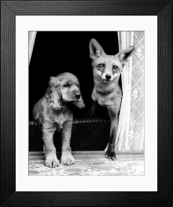 Framed Print : Susi - (insert) Framed Print : Susi - (insert)