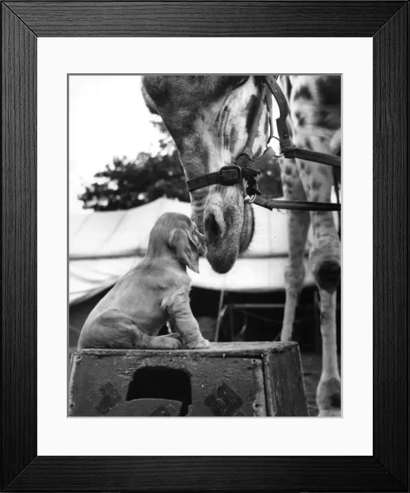 Framed Print : Susi - (insert) Framed Print : Susi - (insert)