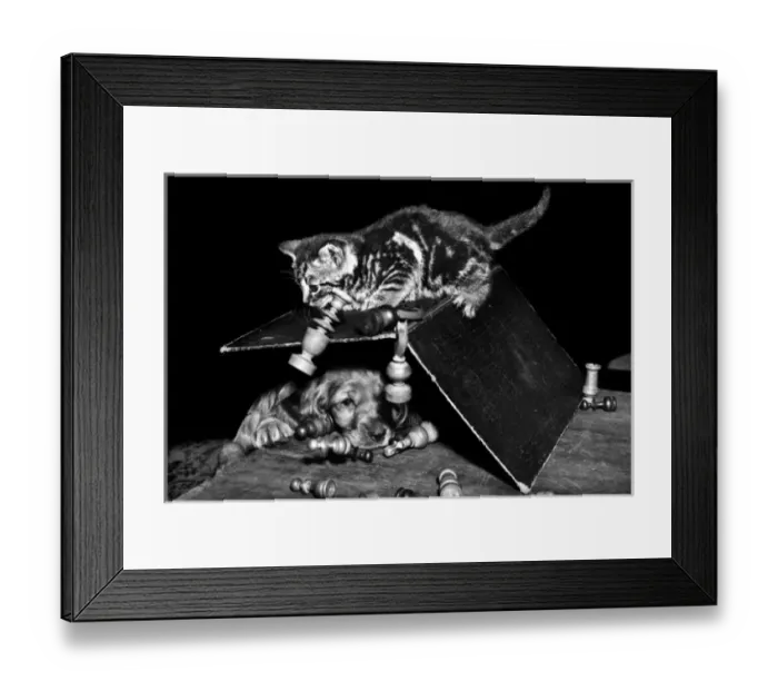 Framed Print : Susi - (insert) Framed Print : Susi - (insert)