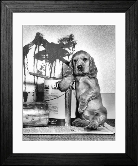 Framed Print : Susi - (insert) Framed Print : Susi - (insert)