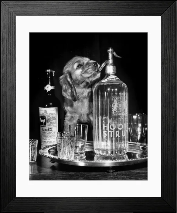 Framed Print : Susi - (insert) Framed Print : Susi - (insert)