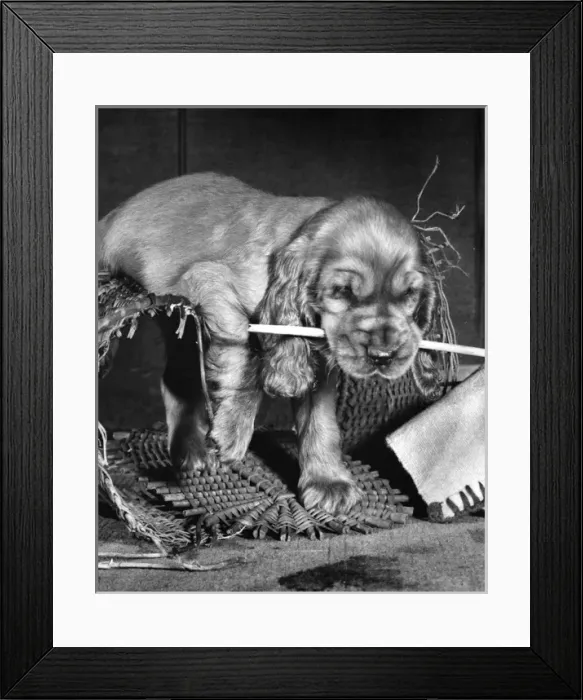 Framed Print : Susi - (insert) Framed Print : Susi - (insert)
