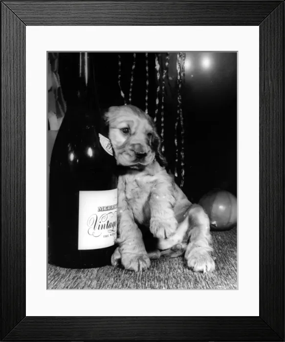 Framed Print : Susi - (insert) Framed Print : Susi - (insert)