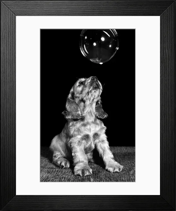 Framed Print : Susi - (insert) Framed Print : Susi - (insert)