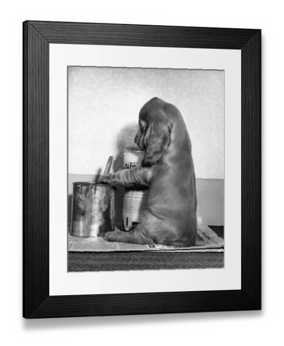 Framed Print : Susi - (insert) Framed Print : Susi - (insert)