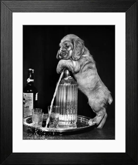 Framed Print : Susi - (insert) Framed Print : Susi - (insert)