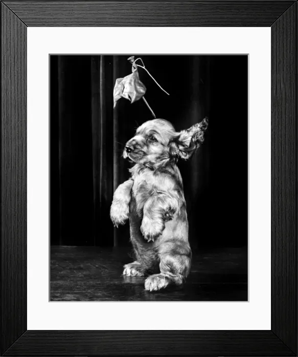 Framed Print : Susi - (insert) Framed Print : Susi - (insert)