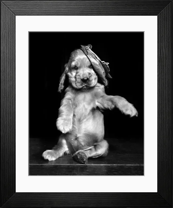 Framed Print : Susi - (insert) Framed Print : Susi - (insert)