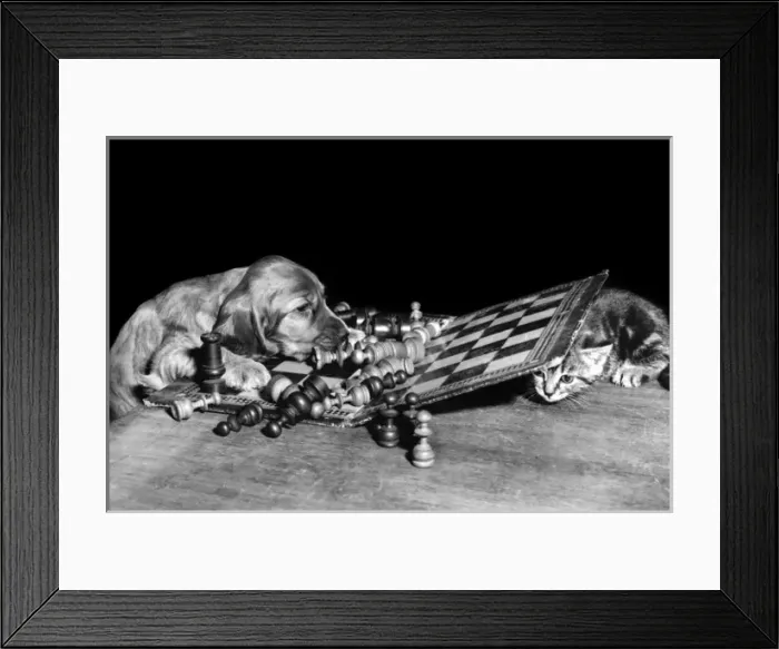 Framed Print : Susi - (insert) Framed Print : Susi - (insert)