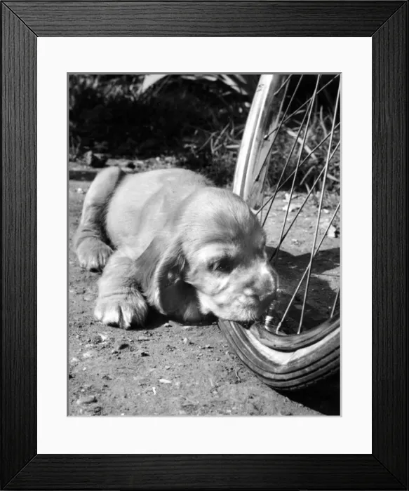 Framed Print : Susi - (insert) Framed Print : Susi - (insert)