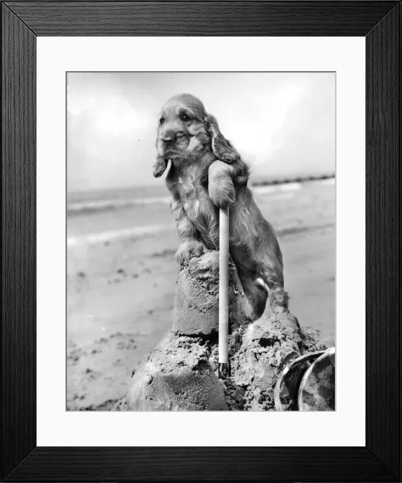 Framed Print : Susi - (insert) Framed Print : Susi - (insert)