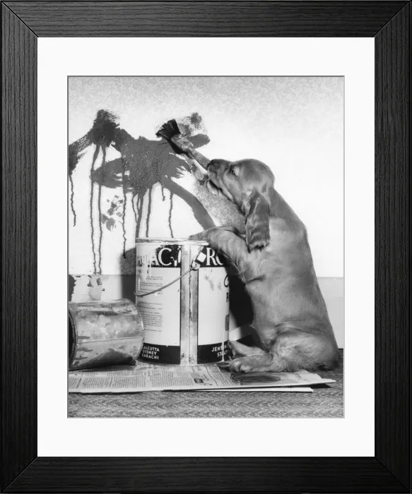 Framed Print : Susi - (insert) Framed Print : Susi - (insert)