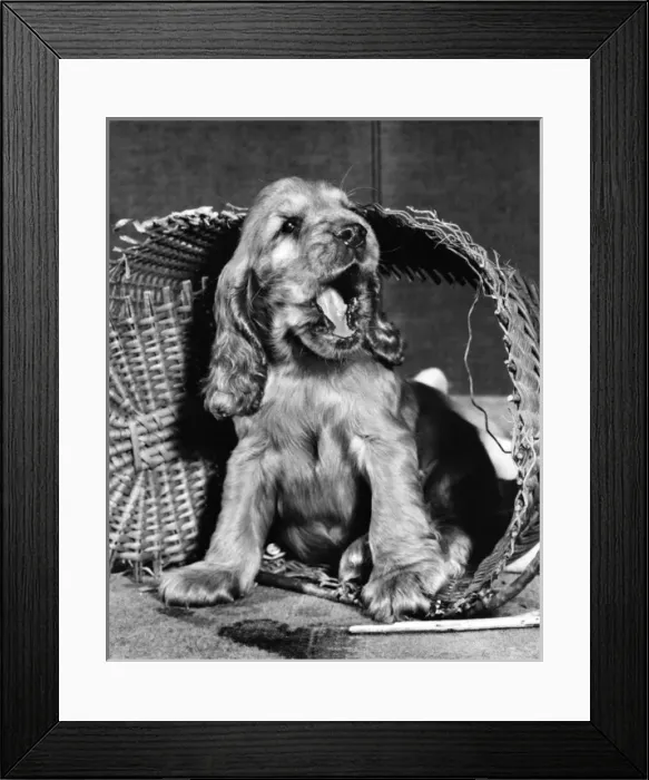Framed Print : Susi - (insert) Framed Print : Susi - (insert)