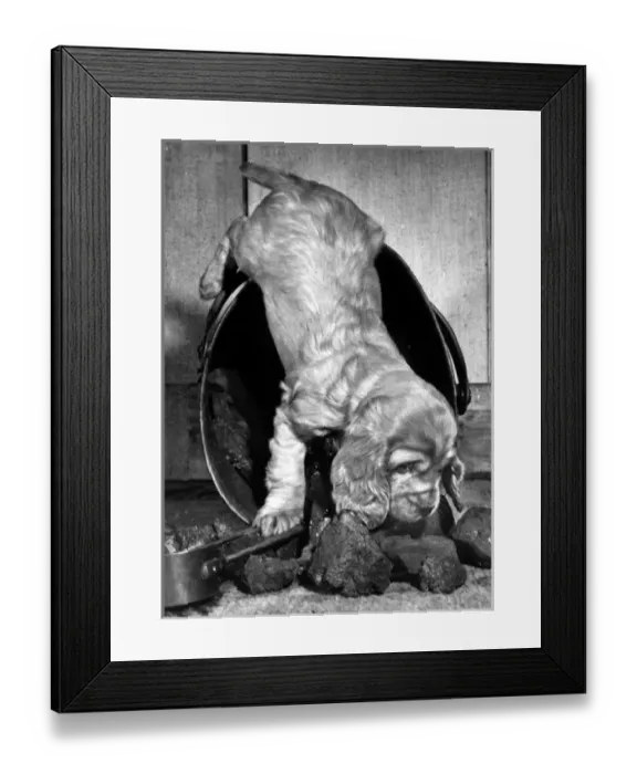 Framed Print : Susi - (insert) Framed Print : Susi - (insert)