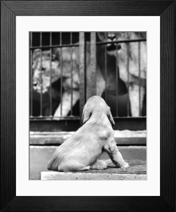 Framed Print : Susi - (insert) Framed Print : Susi - (insert)