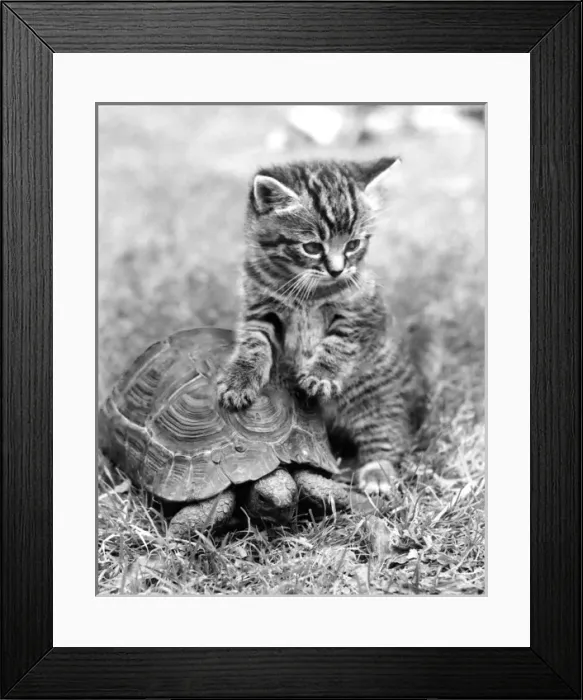 Framed Print : Kitten and Tortoise