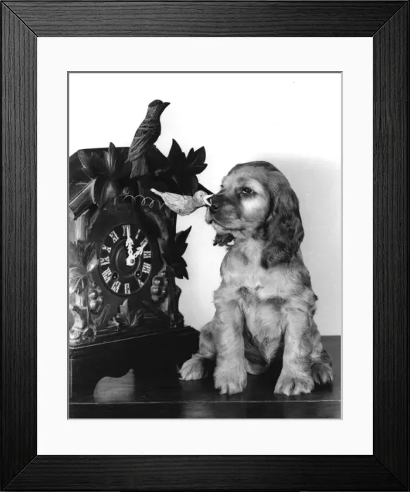 Framed Print : Susi - (insert) Framed Print : Susi - (insert)