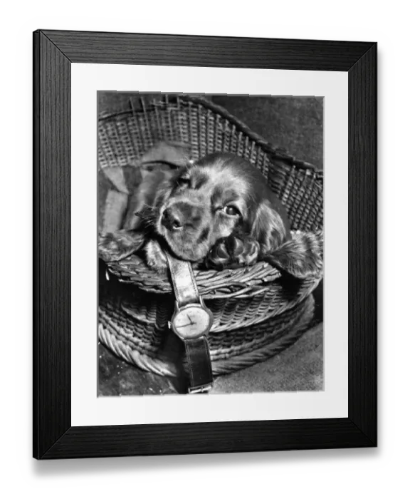 Framed Print : Susi - (insert) Framed Print : Susi - (insert)