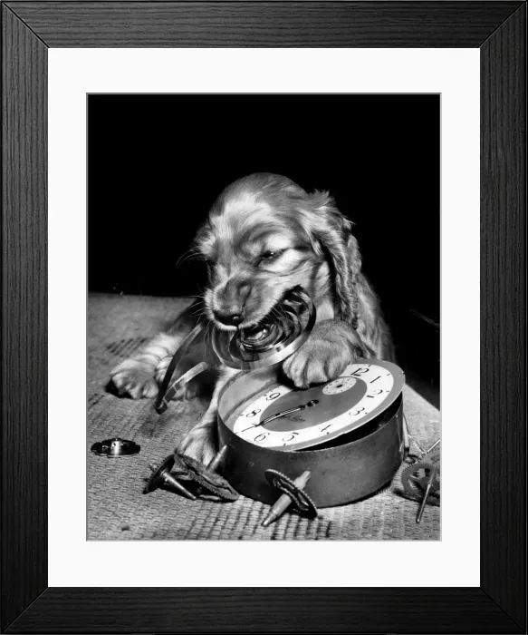 Framed Print : Susi - (insert) Framed Print : Susi - (insert)