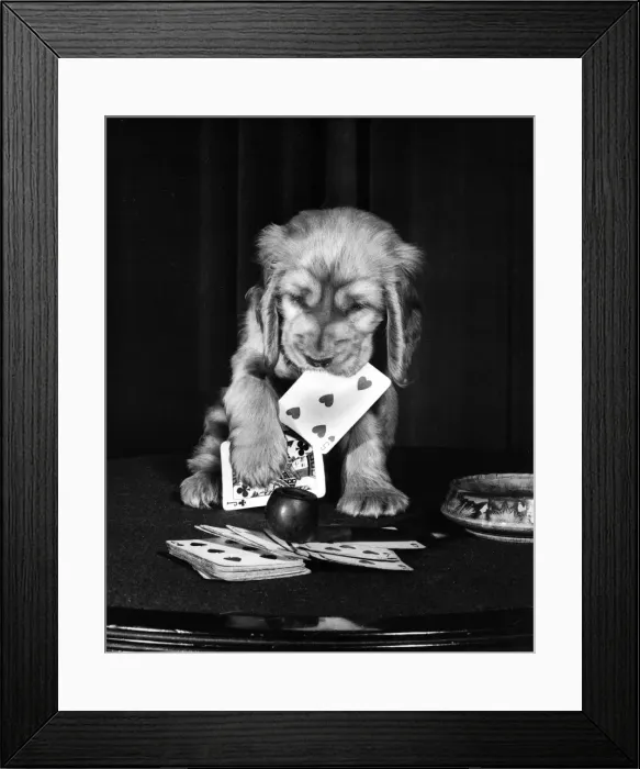 Framed Print : Susi - (insert) Framed Print : Susi - (insert)