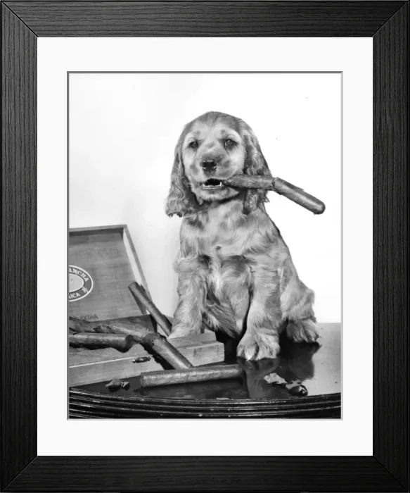 Framed Print : Susi - (insert) Framed Print : Susi - (insert)