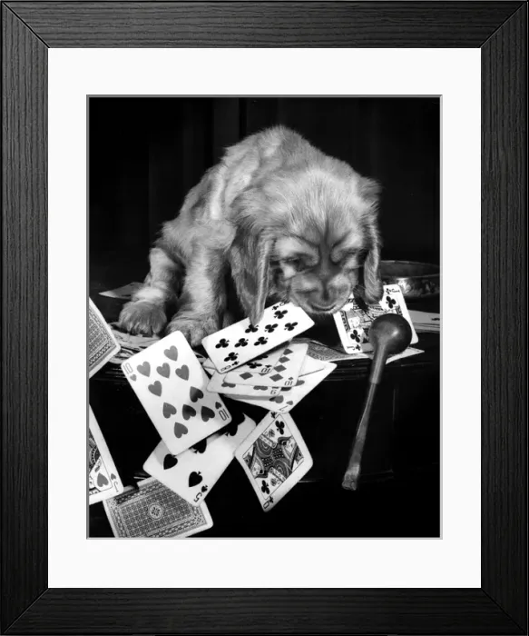 Framed Print : Susi - (insert) Framed Print : Susi - (insert)