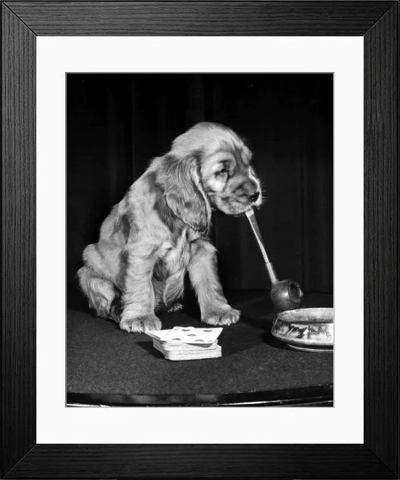 Framed Print : Susi - (insert) Framed Print : Susi - (insert)