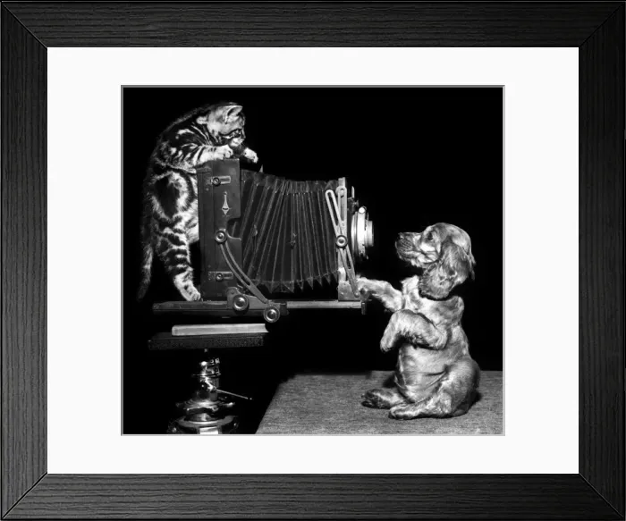 Framed Print : Susi - (insert) Framed Print : Susi - (insert)