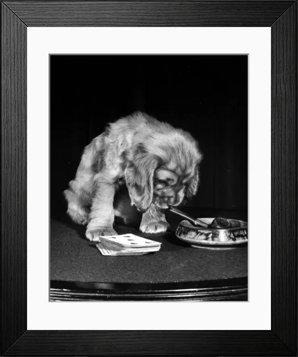 Framed Print : Susi - (insert) Framed Print : Susi - (insert)