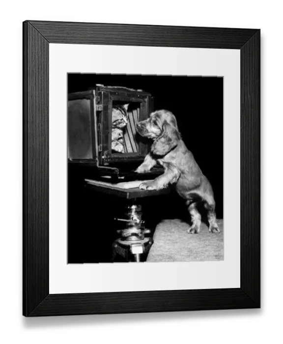 Framed Print : Susi - (insert) Framed Print : Susi - (insert)