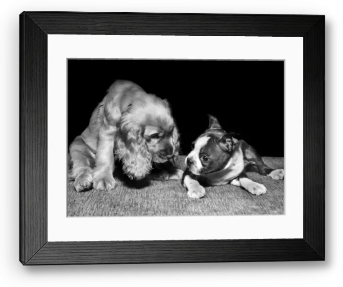 Framed Print : Susi - (insert) Framed Print : Susi - (insert)