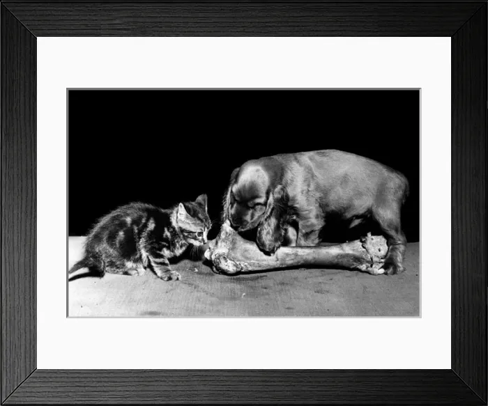 Framed Print : Susi - (insert) Framed Print : Susi - (insert)