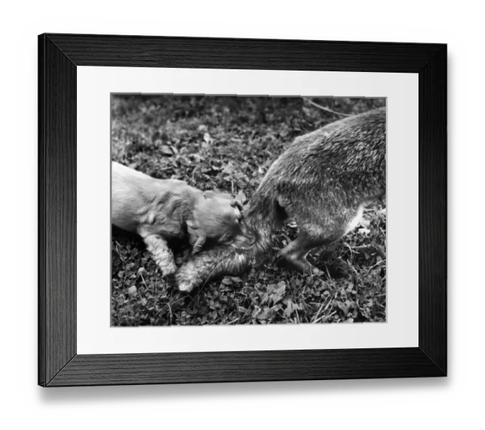 Framed Print : Susi - (insert) Framed Print : Susi - (insert)